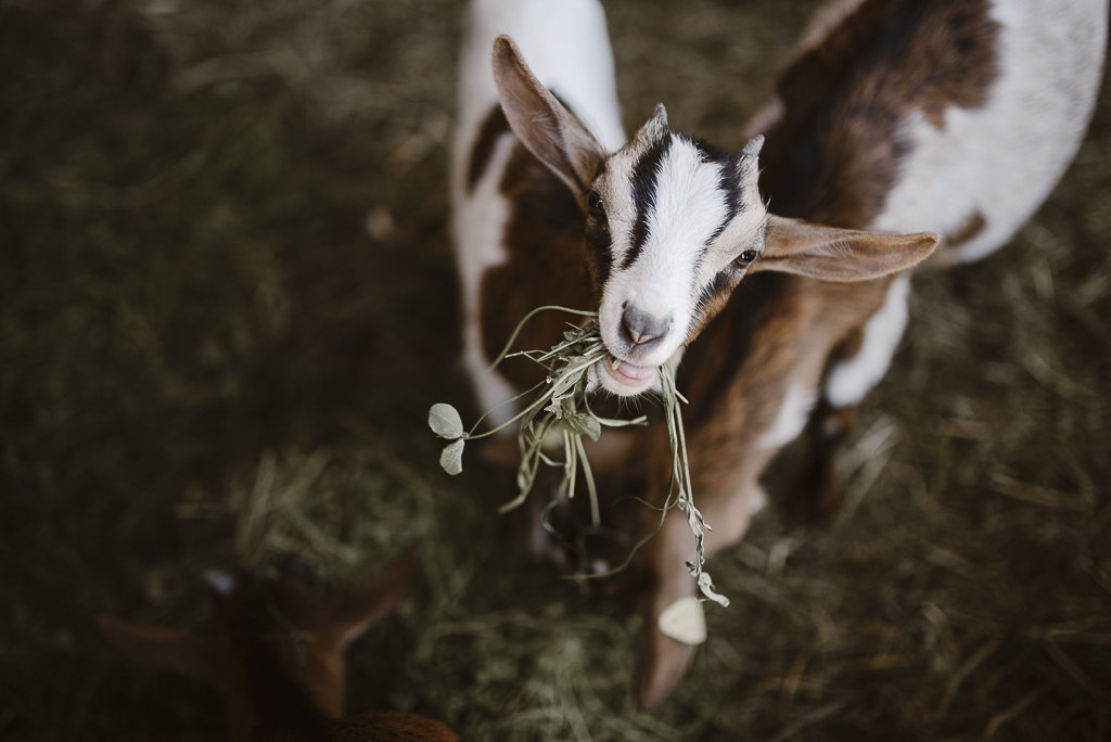 Hotel Pfösl_Südtirol_Southtyrol_Boutique Hotel_Vegetarian_Vegan_Bozen_Piecesofve_Vera Prinz_14-10_DSC_6286